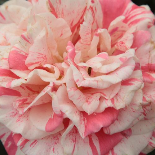 Online rózsa webáruház - teahibrid rózsa - vörös - fehér - Rosa Philatelie™ - nem illatos rózsa - Samuel Darragh McGredy IV. - Dekoratív virágformájú, málnapiros-fehér csíkos fajta.